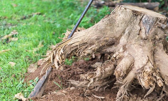 Tree Stump Removal