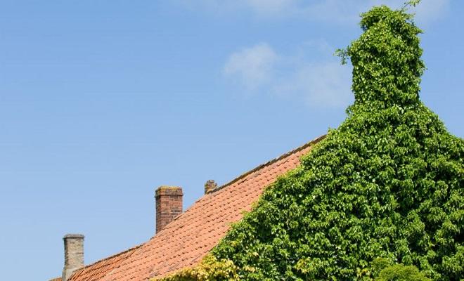 damp roof vegetation