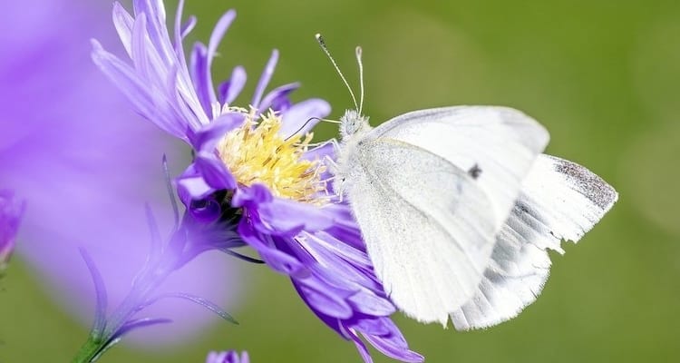 A Beginners Guide to 'White' butterflies - Natural History Society of  Northumbria