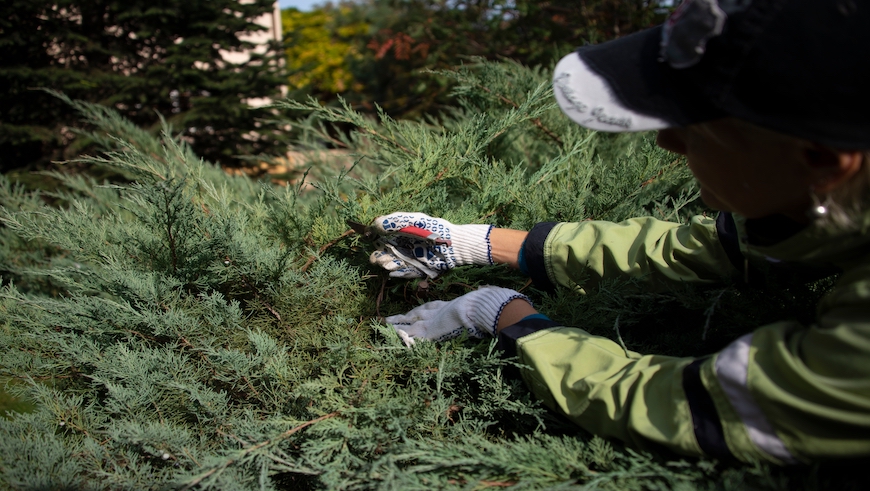 person removing a hedge