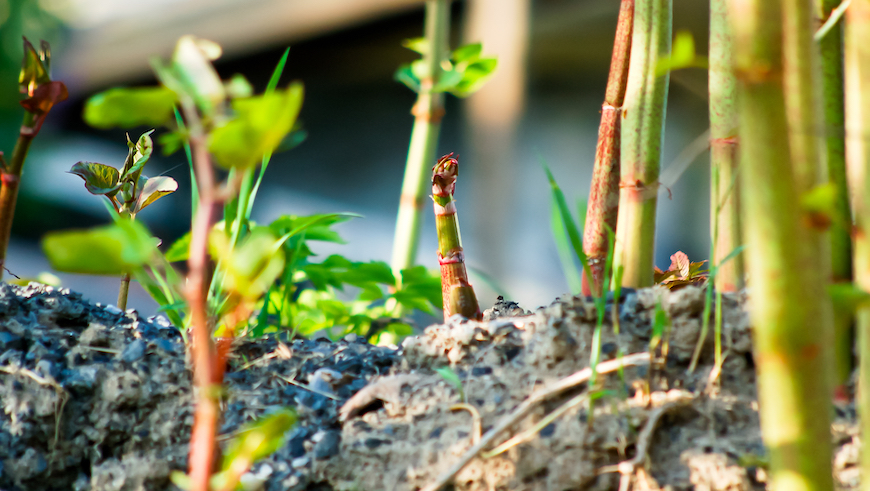 Japanese knotweed sprouting