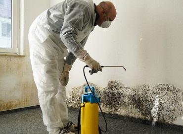 mould removal