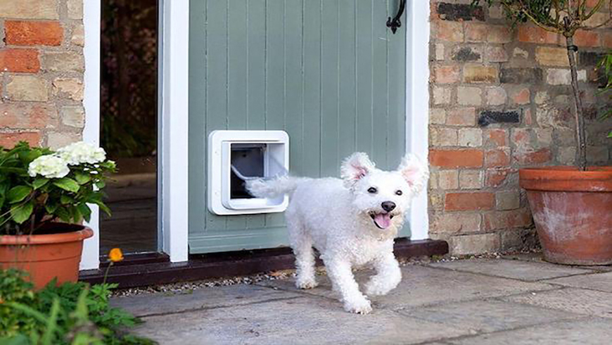 Dog climbing through pet flap