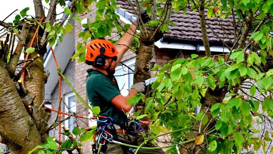 Man trimming a tree